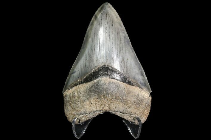 Serrated, Fossil Megalodon Tooth - Gorgeous Meg #92475